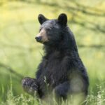 homeowner-discovers-500-pound-bear-living-under-his-house