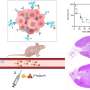 new-radioimmunotherapy-shows-promise-in-treating-her2-positive-breast-cancer