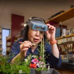 new-research-unlocks-secrets-of-plant-breeding-for-crop-innovation