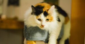 new-study-reveals-23-of-people-misread-cat-signals-risk-scratches