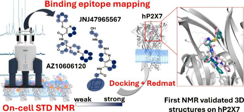 new-technique-revolutionizes-drug-design-for-ion-channel-disorders