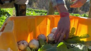 nh-gleans-program-transforms-surplus-harvests-into-hope