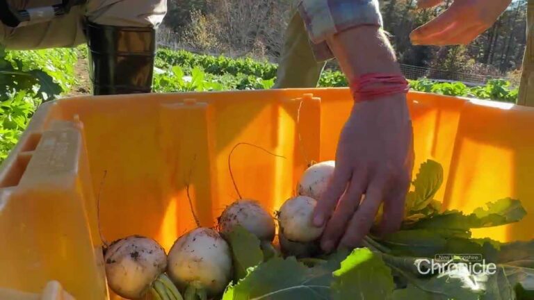 nh-gleans-program-transforms-surplus-harvests-into-hope