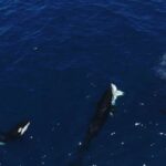 orcas-documented-hunting-young-great-white-sharks-in-mexico