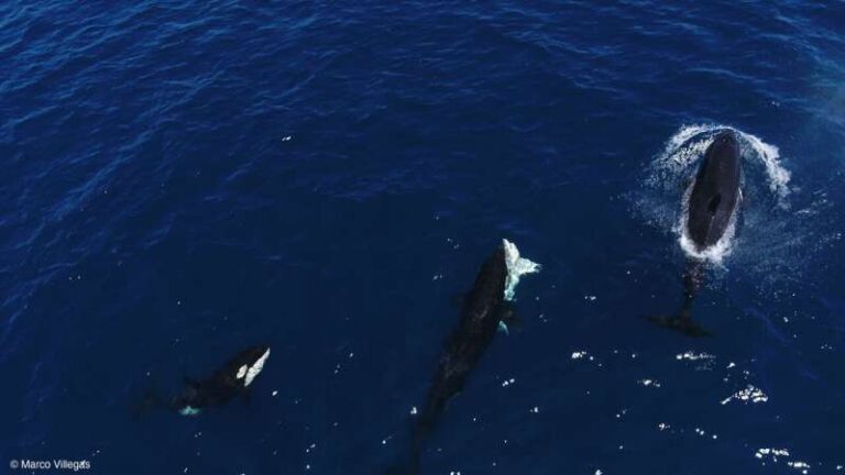 orcas-target-young-great-white-sharks-in-gulf-of-california