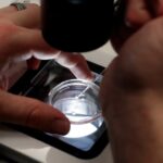 pro-life-movement-faces-dilemma-over-ivf-acceptance