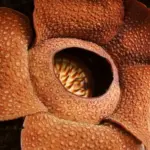 rare-flower-discovered-after-13-year-search-in-sumatra-jungle