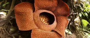 rare-flower-discovered-after-13-year-search-in-sumatra-jungle