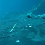 rare-footage-captures-remora-fish-surfing-on-humpback-whales