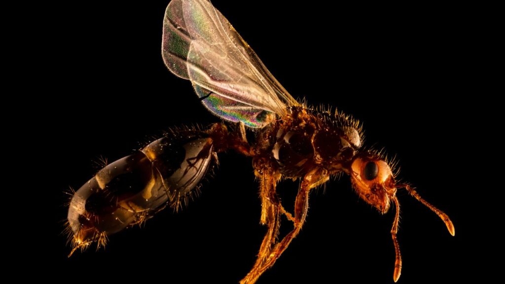 red-imported-fire-ant-detected-in-europe-urgent-threat-emerges