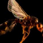 red-imported-fire-ant-detected-in-europe-urgent-threat-emerges