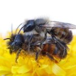 researchers-identify-key-gene-for-sex-determination-in-bees-and-ants