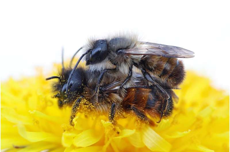 researchers-identify-key-gene-for-sex-determination-in-bees-and-ants