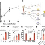 researchers-identify-key-protein-to-combat-bone-infections