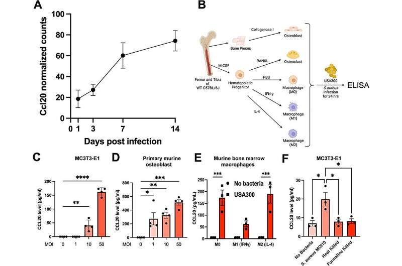 researchers-identify-key-protein-to-combat-bone-infections