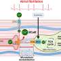 researchers-uncover-calcium-s-role-in-heart-rhythm-disorders