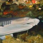 researchers-uncover-decline-in-shark-and-ray-biodiversity-over-millennia