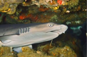 researchers-uncover-decline-in-shark-and-ray-biodiversity-over-millennia