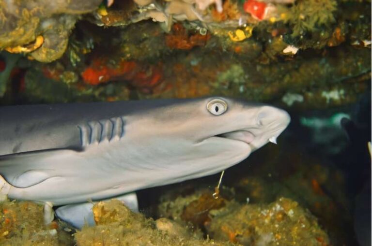 researchers-uncover-decline-in-shark-and-ray-biodiversity-over-millennia
