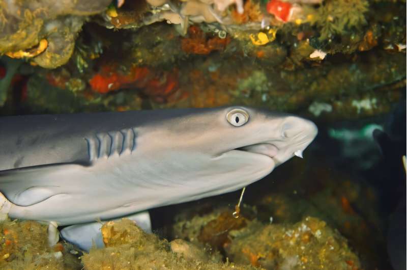 researchers-uncover-decline-in-shark-and-ray-biodiversity-over-millennia
