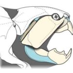 researchers-uncover-secrets-of-cleveland-s-prehistoric-predator