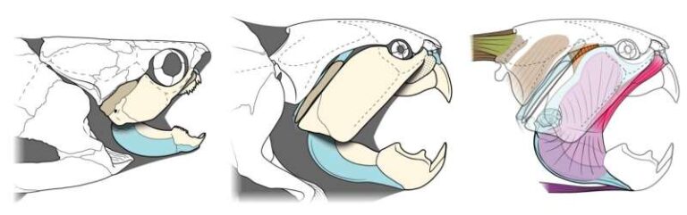 researchers-uncover-secrets-of-cleveland-s-prehistoric-predator