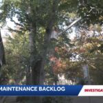sacramento-faces-tree-maintenance-backlog-as-planting-plans-surge