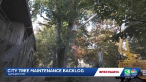 sacramento-faces-tree-maintenance-backlog-as-planting-plans-surge
