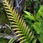 scientists-discover-fern-can-extract-rare-earth-metals-naturally