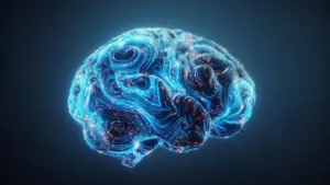 scientists-discover-how-estrogen-enhances-learning-in-rats