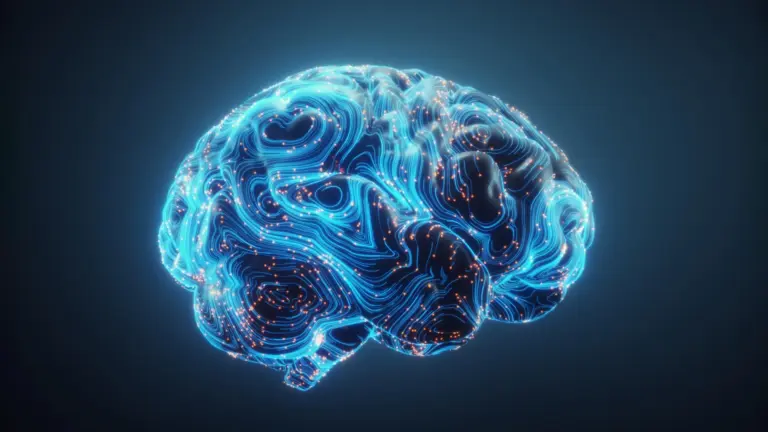 scientists-discover-how-estrogen-enhances-learning-in-rats