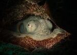 scientists-discover-octopuses-may-experience-dream-like-states