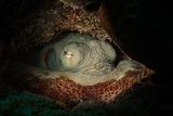 scientists-discover-octopuses-may-experience-dream-like-states