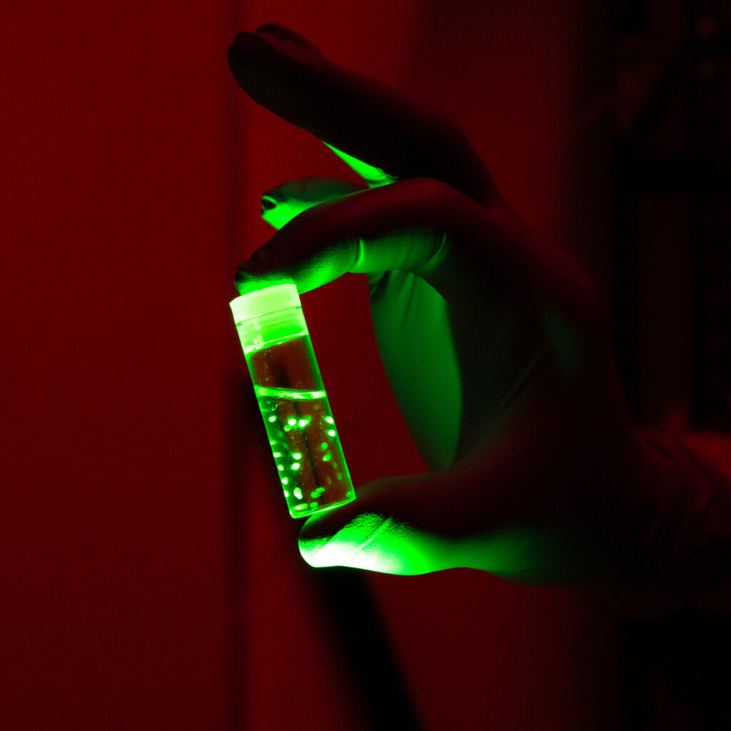 scientists-uncover-insights-on-brain-development-using-organoids