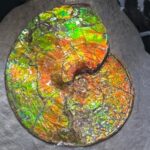 scientists-unravel-mystery-behind-ammolite-s-vibrant-colors