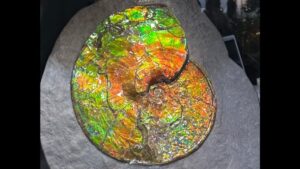 scientists-unravel-mystery-behind-ammolite-s-vibrant-colors