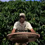 trump-lifts-tariffs-on-coffee-and-bananas-as-prices-surge