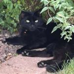 urgent-appeal-charity-seeks-info-on-cat-dumped-at-tip