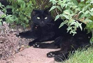 urgent-appeal-charity-seeks-info-on-cat-dumped-at-tip