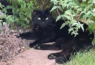 urgent-appeal-charity-seeks-info-on-cat-dumped-at-tip
