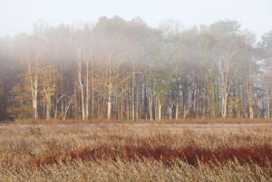 urgent-fire-warning-issued-for-virginia-amid-rising-fire-risk