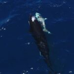 urgent-update-orcas-attack-great-whites-in-gulf-of-california