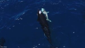 urgent-update-orcas-attack-great-whites-in-gulf-of-california