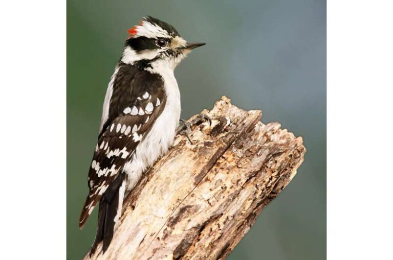 woodpeckers-transform-into-hammers-through-muscle-coordination