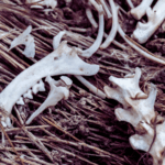 ancient-bees-nested-in-rodent-bones-5-000-years-ago-study-reveals