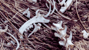 ancient-bees-nested-in-rodent-bones-5-000-years-ago-study-reveals