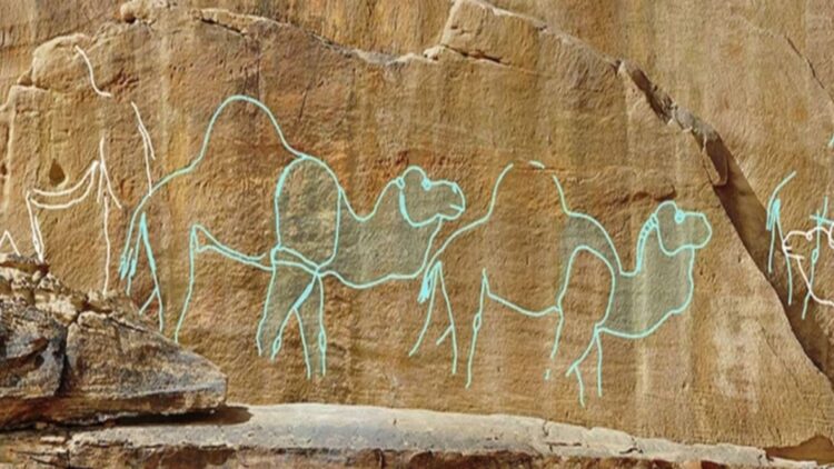archaeologists-uncover-12-000-year-old-camel-carvings-in-saudi-desert