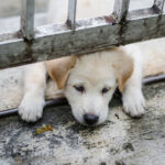 authorities-urged-to-enforce-pet-restrictions-in-food-establishments