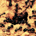 baby-ants-request-death-when-sick-study-reveals-shocking-behavior