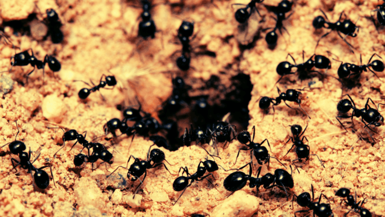 baby-ants-request-death-when-sick-study-reveals-shocking-behavior